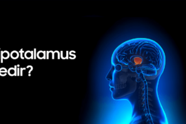 Hipotalamus Nedir? Görevleri ve Vücuttaki Rolü