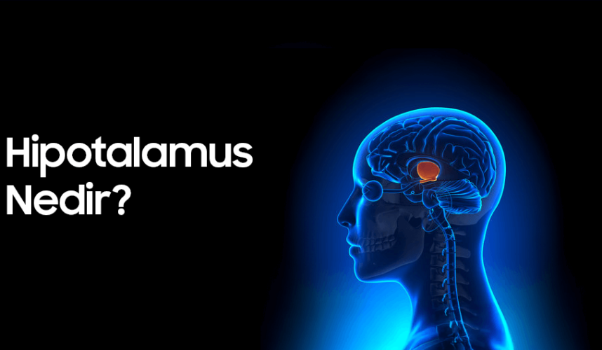 Hipotalamus Nedir? Görevleri ve Vücuttaki Rolü