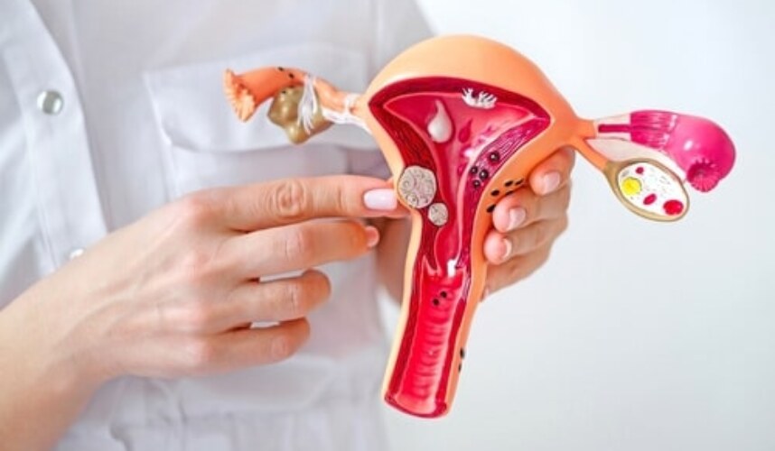 Uterus Nedir? Kadın Üreme Sisteminin Kalbi