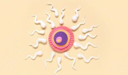 Sperm Sayısı, Hareketliliği ve Morfolojisi Ne Anlama Gelir?