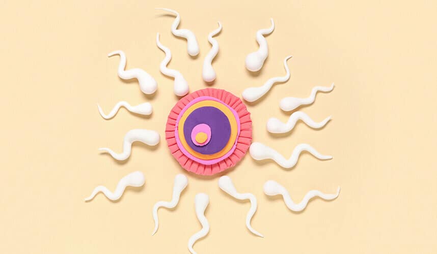Sperm Sayısı, Hareketliliği ve Morfolojisi Ne Anlama Gelir?